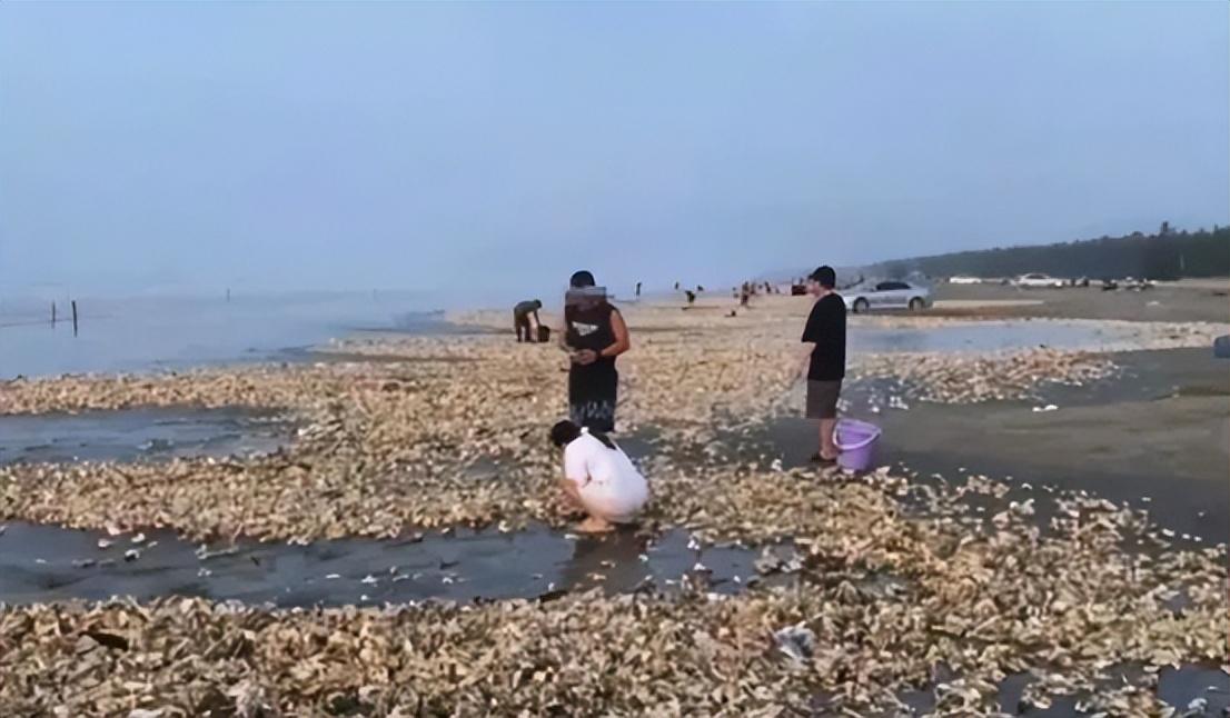 海丰县新闻最新消息全面报道，城市动态与热点解析