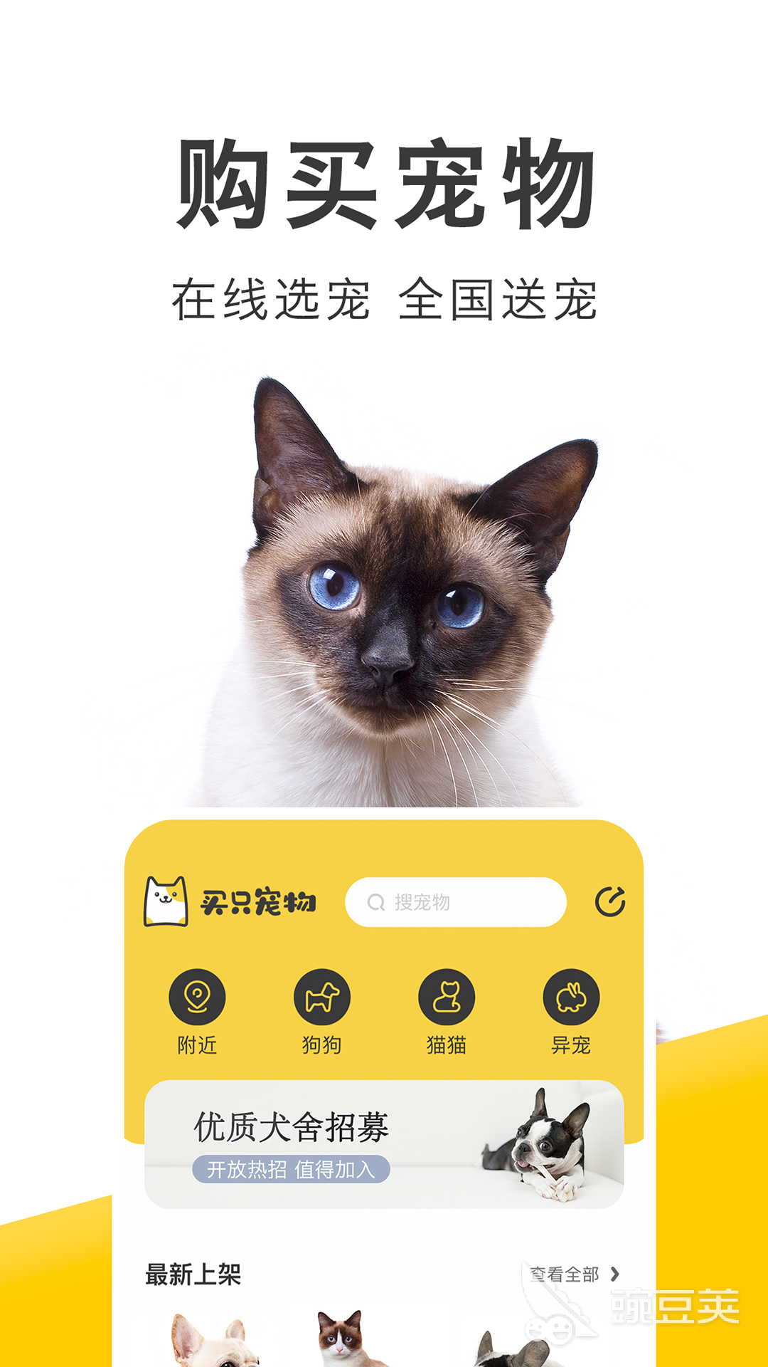 猫咪软件最新版下载攻略，全新功能与特色体验