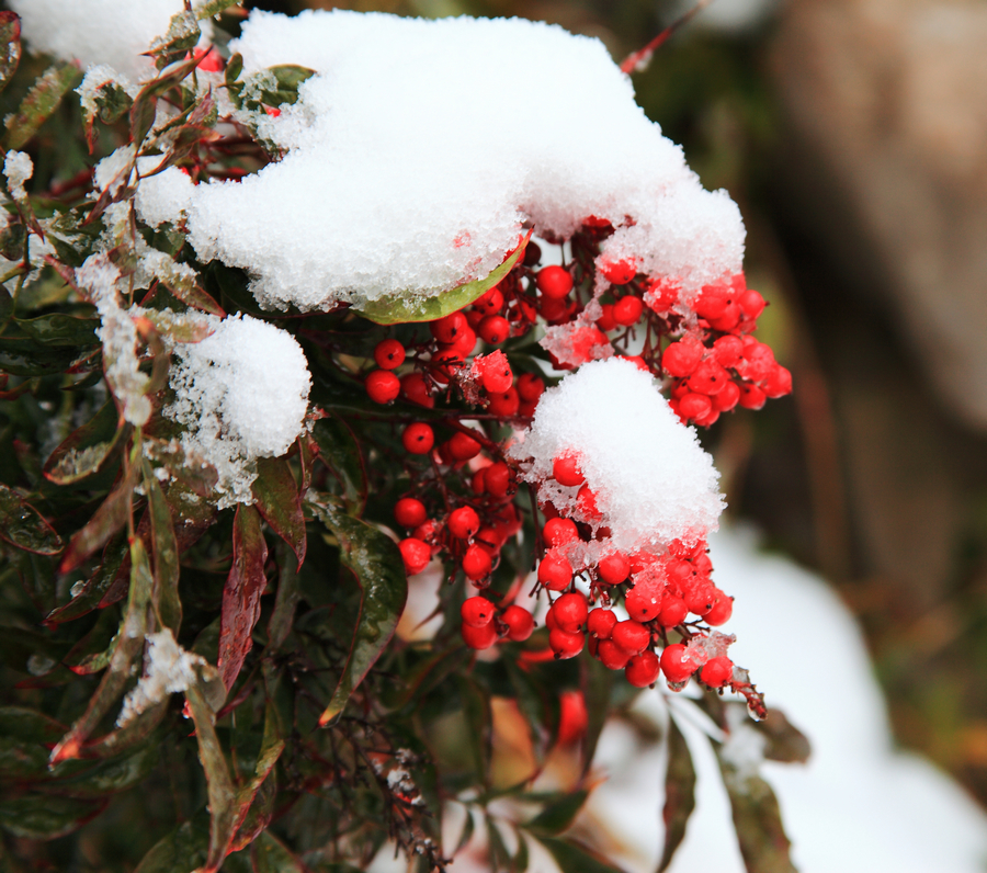 红雪下载地址，探索与分享之旅