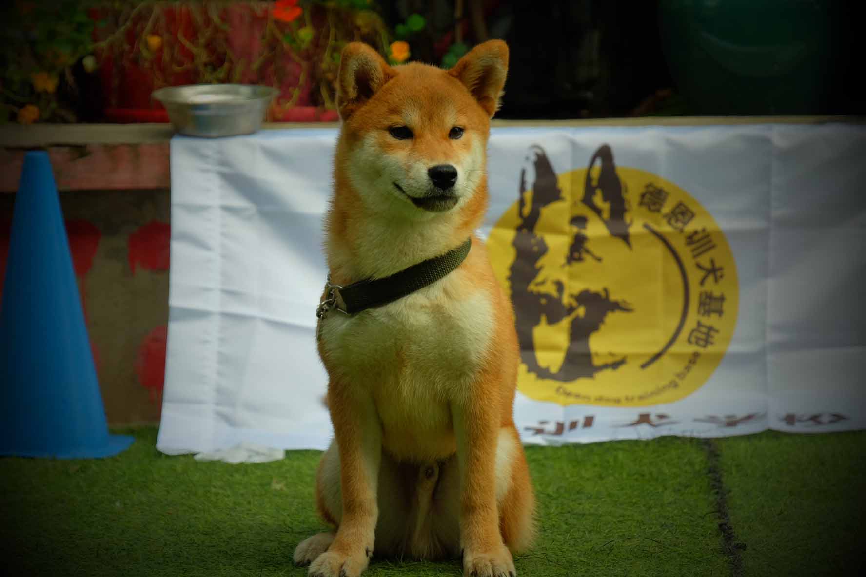 优质宠物体验，最新已训练科目犬出售